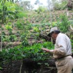 agroforesterie café Bolivie