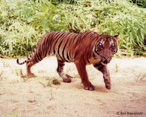 proteger tigre malaisie